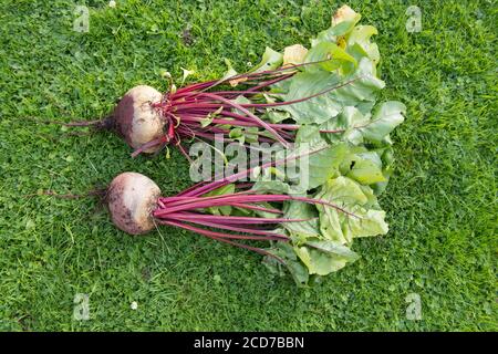 Racine de betteraves biologiques (Beta vulgaris) sur un fond d'herbe dans un jardin de campagne à Devon, Angleterre, Royaume-Uni Banque D'Images