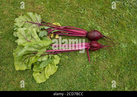 Racine de betteraves biologiques (Beta vulgaris) sur un fond d'herbe dans un jardin de campagne à Devon, Angleterre, Royaume-Uni Banque D'Images