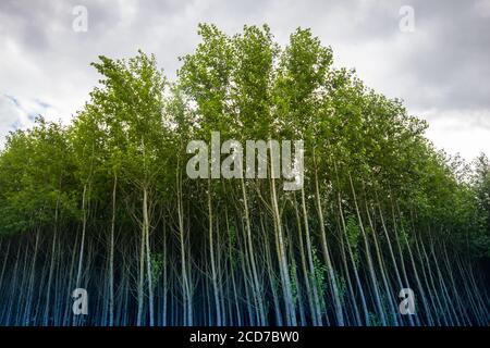 A planté des bouleaux dans un groupe dense avec un bleu dégradé Banque D'Images