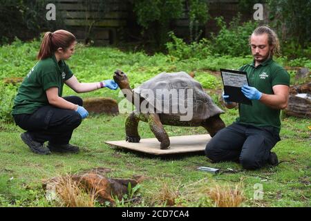 Les gardiens Charli Ellis et Joe Capon pèsent Polly la tortue géante des Galapagos lors de la pesée annuelle au ZSL London Zoo, Londres. Banque D'Images