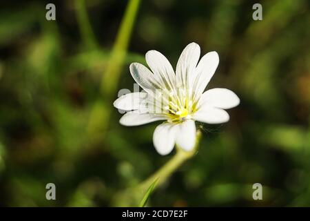 Herbe chiche européenne à fleurs blanches avec pollen jaune Banque D'Images