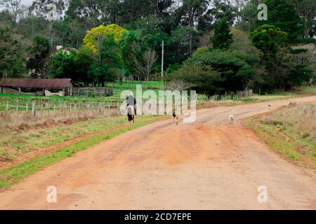 Un chevalier marchant le long d'une route de terre dans le sud du Brésil accompagné d'une escorte de chien. Paysage rural à l'intérieur de la municipalité de Dilermando d Banque D'Images