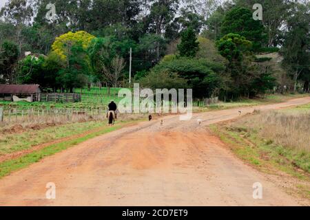 Un chevalier marchant le long d'une route de terre dans le sud du Brésil accompagné d'une escorte de chien. Paysage rural à l'intérieur de la municipalité de Dilermando d Banque D'Images