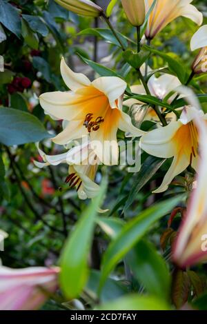 Lilly bloom.coloré blanc crémeux et jaune doux grande trompette fleur de lis en été, centre de jardin, boutique.délicieux lis blanc avec des gouttes de Banque D'Images