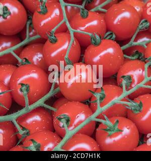 Petites tomates cerises rouges sur la vigne à vendre dans une épicerie d'angle. Légumes en vrac à vendre et aliments sans emballage en plastique Banque D'Images