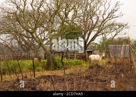 Une scène rurale où trois chevaux pâturage en hiver matin apparaissent dans une zone stable. Les arbres feuillus rempli de feuilles de branches sans doublure apparaissent dans t Banque D'Images