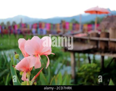 Gros plan Canna Rose corail fleurs de nénuphars avec gouttelettes d'eau Le Petal Banque D'Images