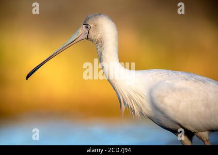 Portrait à bec jaune (Platalea flavipes) sur fond doré. Banque D'Images