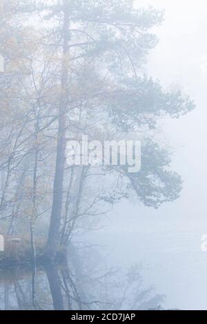 Pins dans le brouillard sur un lac Banque D'Images