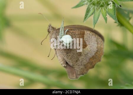 Crab Spider, Misumena vatia, mangeant papillon, Meadow Brown, Maniola jurtina, juillet, Royaume-Uni Banque D'Images