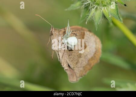 Crab Spider, Misumena vatia, mangeant papillon, Meadow Brown, Maniola jurtina, juillet, Royaume-Uni Banque D'Images