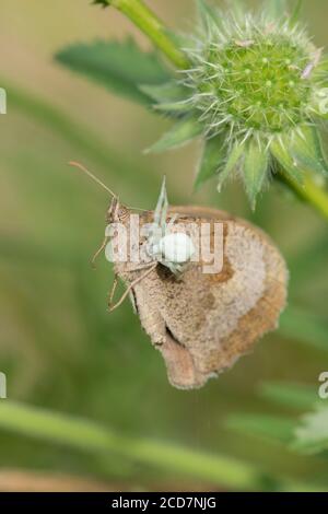 Crab Spider, Misumena vatia, mangeant papillon, Meadow Brown, Maniola jurtina, juillet, Royaume-Uni Banque D'Images