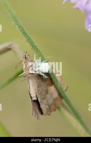 Crab Spider, Misumena vatia, mangeant papillon, Meadow Brown, Maniola jurtina, juillet, Royaume-Uni Banque D'Images