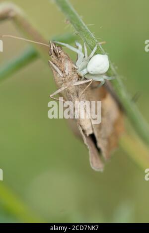 Crab Spider, Misumena vatia, mangeant papillon, Meadow Brown, Maniola jurtina, juillet, Royaume-Uni Banque D'Images