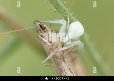 Crab Spider, Misumena vatia, mangeant papillon, Meadow Brown, Maniola jurtina, juillet, Royaume-Uni Banque D'Images