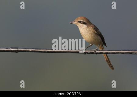 Brown Shrike (Lanius cristatus), long Valley, Hong Kong 6 novembre 2016 Banque D'Images