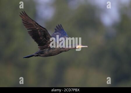 Grand Cormorant (Phalacrocorax carbo), adulte en vol, Nam sang Wai, Deep Bay, Hong Kong 15 décembre 2016 Banque D'Images