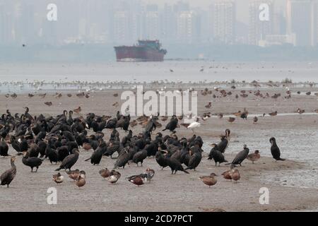 Cormorans et canards sur les vasières de Deep Bay - et Shenzhen - vus de la réserve naturelle des marais de Mai po, Deep Bay, Hong Kong, Chine 25 novembre 2016 Banque D'Images