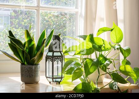 Plante de serpent et devils Ivy dans une maison ou un intérieur d'appartement magnifiquement conçu. Banque D'Images