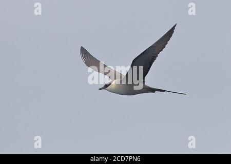 Jaeger à queue longue (Stercorarius longicaudus), adulte en vol, au sud de Hong Kong le 9 avril 2017 Banque D'Images