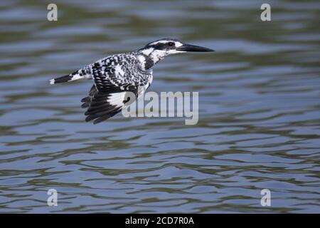 Pied Kingfisher (Ceryle rudis), adulte en vol, Nam sang Wai, Deep Bay, Hong Kong 4 novembre 2016 Banque D'Images