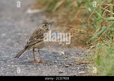 Richard Pipit (Anthus richardi), Tai sang Wai, Deep Bay, Hong Kong 10 novembre 2016 Banque D'Images