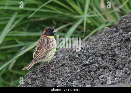 Bunting à poitrine jaune (Emberiza aureola), mâle adulte en plumage de reproduction, étangs à poissons près de mai po, Hong Kong 23 avril 2017 Banque D'Images