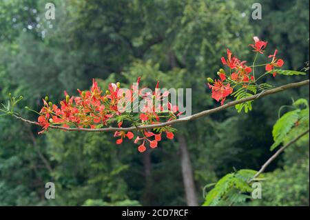 FLEURS DELONIX REGIA Banque D'Images