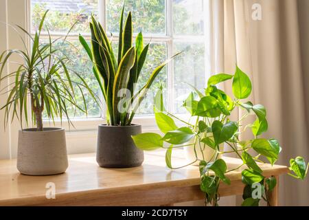 Dragon Plant et deville Ivy dans une maison ou un appartement magnifiquement conçu intérieur. Banque D'Images