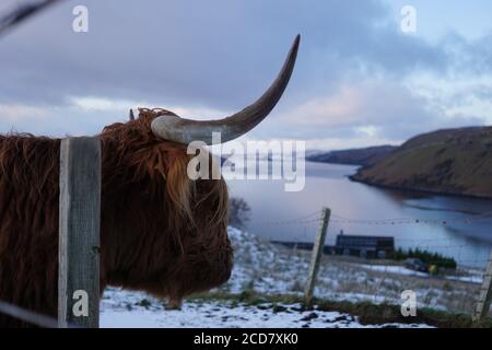 Bovins des Highlands qui donnent sur le Loch sur l'île de Skye Banque D'Images