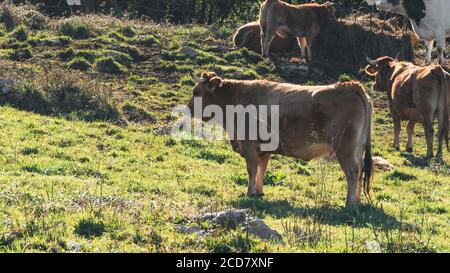 Vache sur une falaise dans les Asturies Banque D'Images