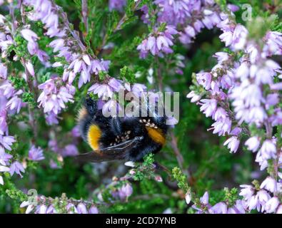 Bumblebee à queue de chamois avec des acariens se nourrissant de bruyère Banque D'Images