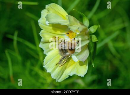 Nourriture commune des abeilles de Carder sur la fleur de Cosmos Banque D'Images