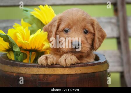 F1 Goldendoodle Puppy assis dans une baignoire Banque D'Images