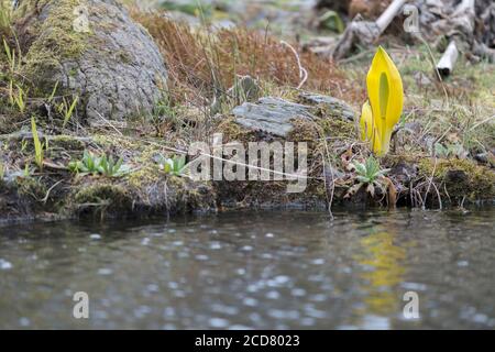 LYSICHITON AMERICANUS PAR UN ÉTANG Banque D'Images