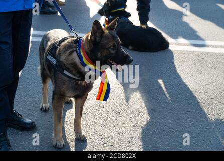 Alba Iulia, Roumanie - 01.12.2018: K-9 portant un ruban drapeau roumain participant au défilé de la Journée nationale Banque D'Images