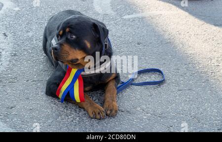 Alba Iulia, Roumanie - 01.12.2018: Rottweiler avec ruban drapeau roumain autour du cou Banque D'Images