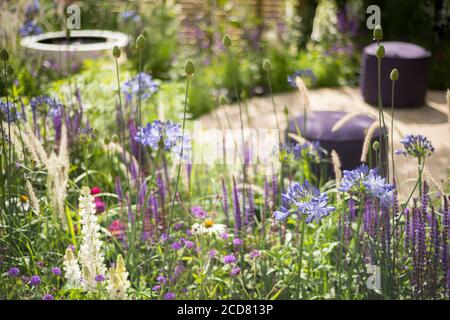 AGAPANTHUS, ALLIUMS, SALVIA ET LUPINS DANS LA ZONE SALON DU SALON JARDIN "LE BIEN-ÊTRE DES FEMMES" CONÇU PAR CLAIRE MORENO, AMY ROBERTSON ET NOUS Banque D'Images