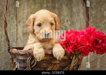 F1 Goldendoodle chiot assis dans un panier sur un bois banc Banque D'Images