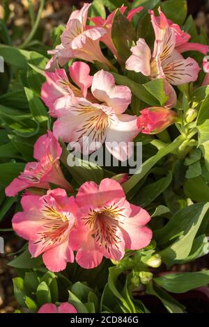 Portrait de fleurs d'Alstroemeria (inticancha Sunshine) Banque D'Images