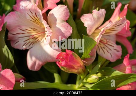 Portrait de fleurs d'Alstroemeria (inticancha Sunshine) Banque D'Images