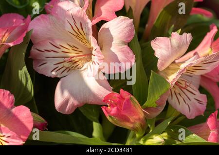 Portrait de fleurs d'Alstroemeria (inticancha Sunshine) Banque D'Images