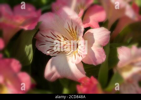 Portrait de fleurs d'Alstroemeria (inticancha Sunshine) Banque D'Images