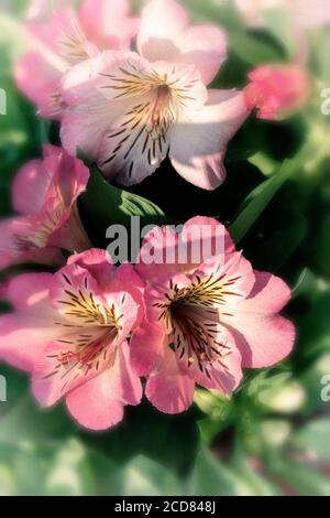 Portrait de fleurs d'Alstroemeria (inticancha Sunshine) Banque D'Images