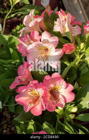 Portrait de fleurs d'Alstroemeria (inticancha Sunshine) Banque D'Images