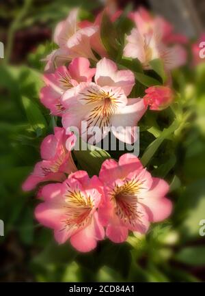 Portrait de fleurs d'Alstroemeria (inticancha Sunshine) Banque D'Images