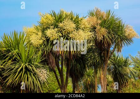 Cordyline australis en fleurs (chou, chou-palme) dans le parc Banque D'Images