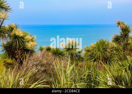 Cordyline australis en fleurs (chou, chou-palme) sur un fond de la mer Noire dans le jardin botanique de Batumi, Géorgie Banque D'Images