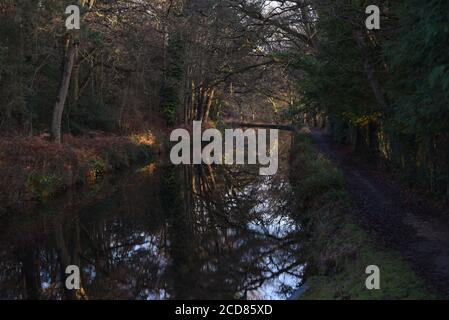 Les arbres se reflètent dans les eaux calmes du canal de Basingstoke, dans le Surrey, lors d'une journée d'hiver froide Banque D'Images