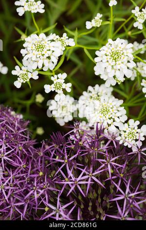 ALLIUM CHRISTOPHII; STAR DE PERSIA ET IBERIS UMBELLATA; CHANDELIER BLANC DE JARDIN Banque D'Images